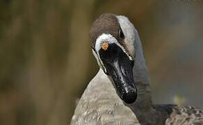 Swan Goose