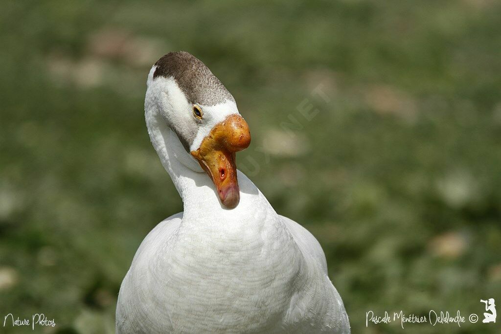 Swan Goose