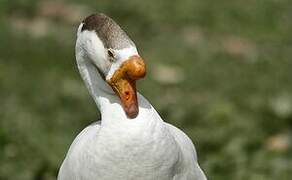 Swan Goose