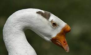 Swan Goose