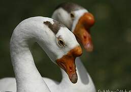 Swan Goose