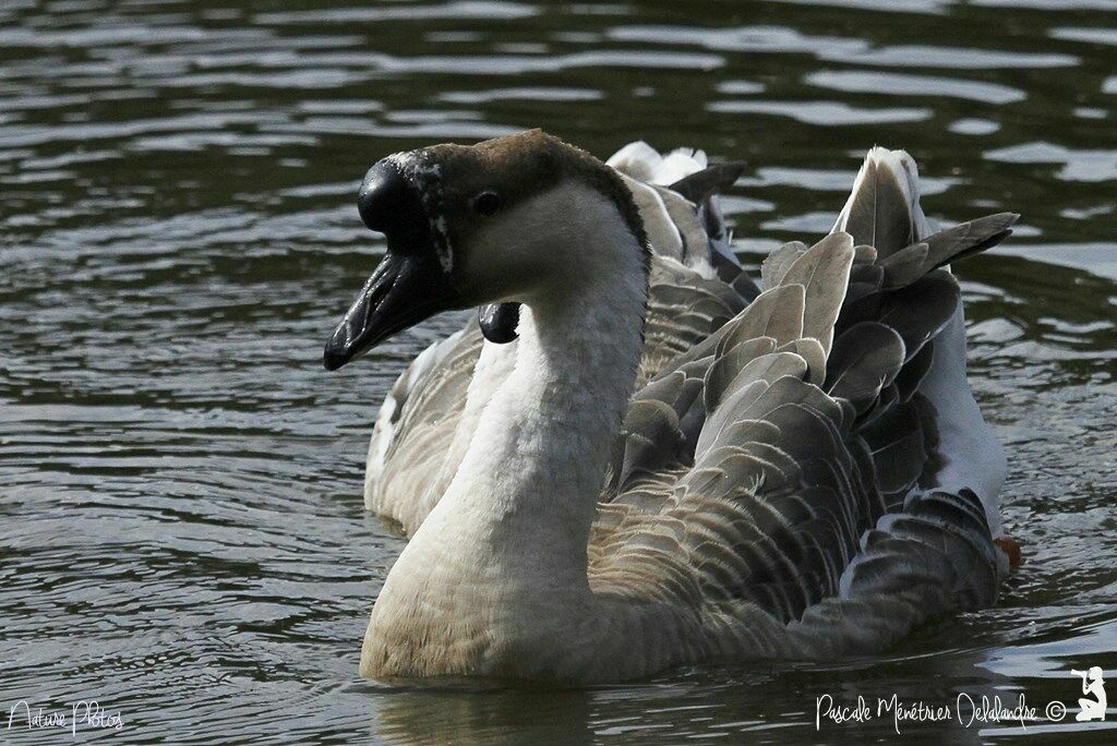 Swan Goose