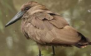 Hamerkop