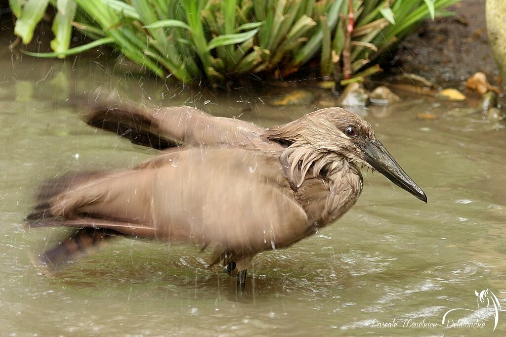 Hamerkop