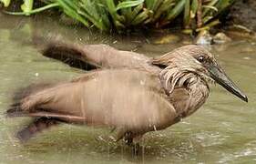 Hamerkop