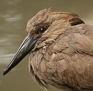 Hamerkop