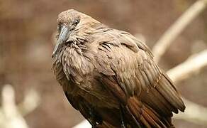 Hamerkop