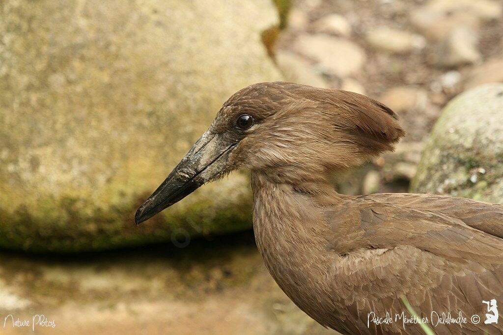 Hamerkop