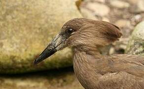 Hamerkop