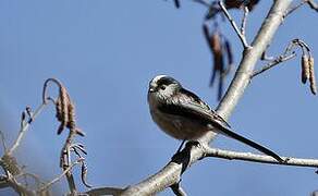 Long-tailed Tit