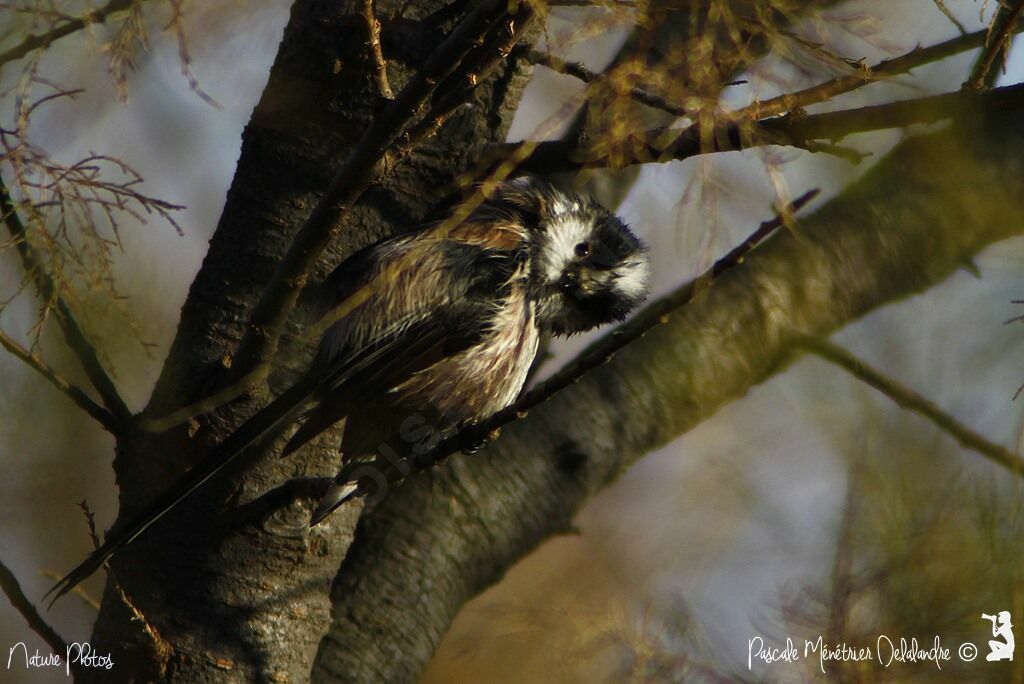 Long-tailed Tit