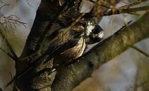 Long-tailed Tit