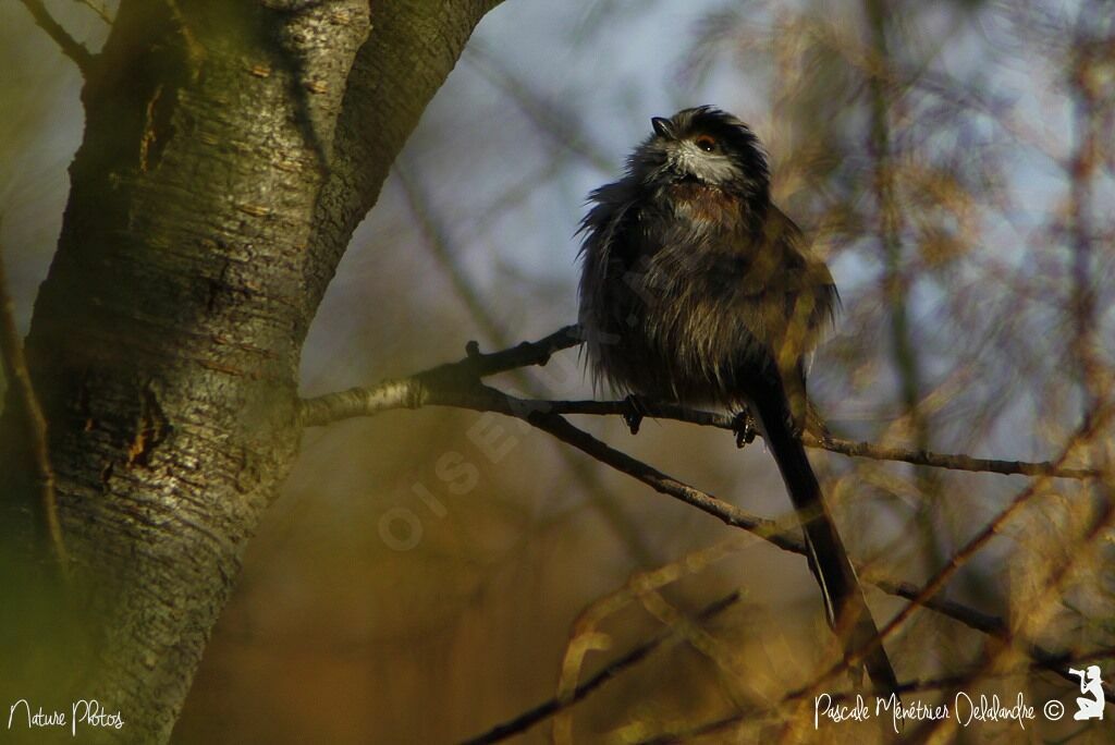 Long-tailed Tit