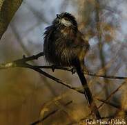 Long-tailed Tit