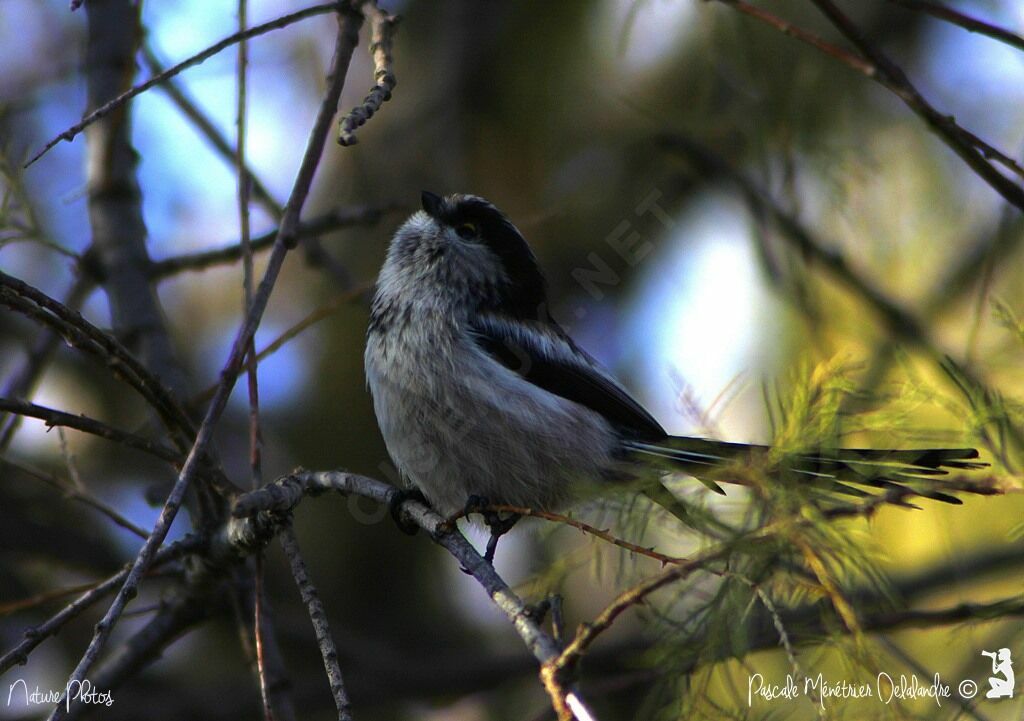 Long-tailed Tit