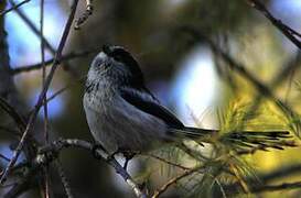 Long-tailed Tit