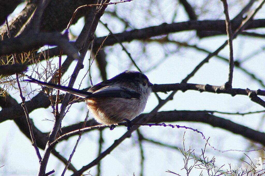 Long-tailed Tit