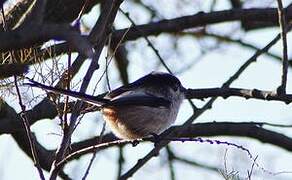 Long-tailed Tit