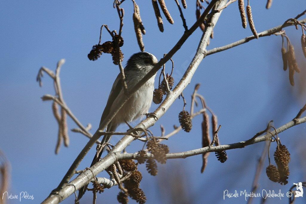 Long-tailed Tit