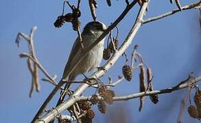 Long-tailed Tit