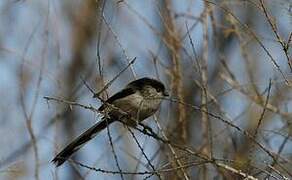 Long-tailed Tit