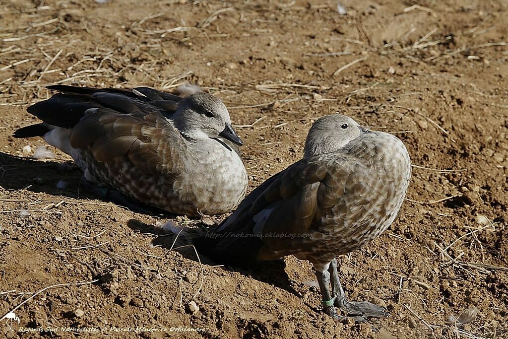 Blue-winged Goose