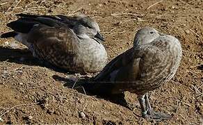 Blue-winged Goose