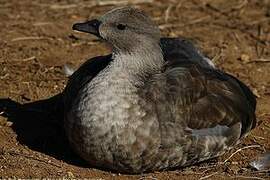 Blue-winged Goose