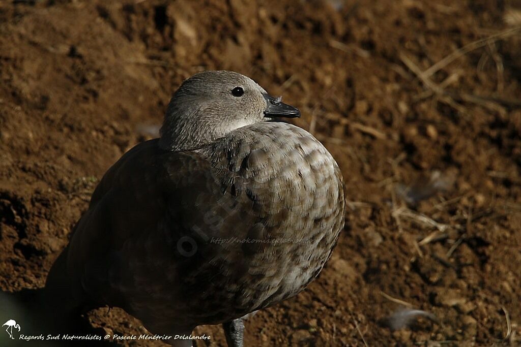 Blue-winged Goose