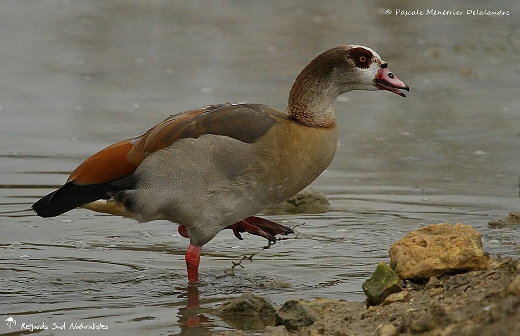 Egyptian Goose