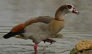 Egyptian Goose