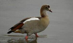 Egyptian Goose