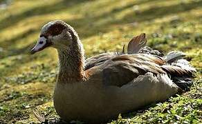 Egyptian Goose