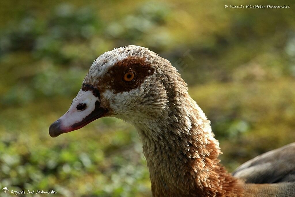 Egyptian Goose