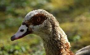 Egyptian Goose