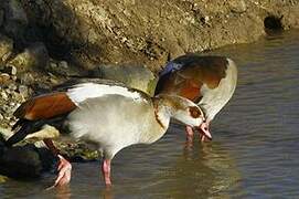 Egyptian Goose