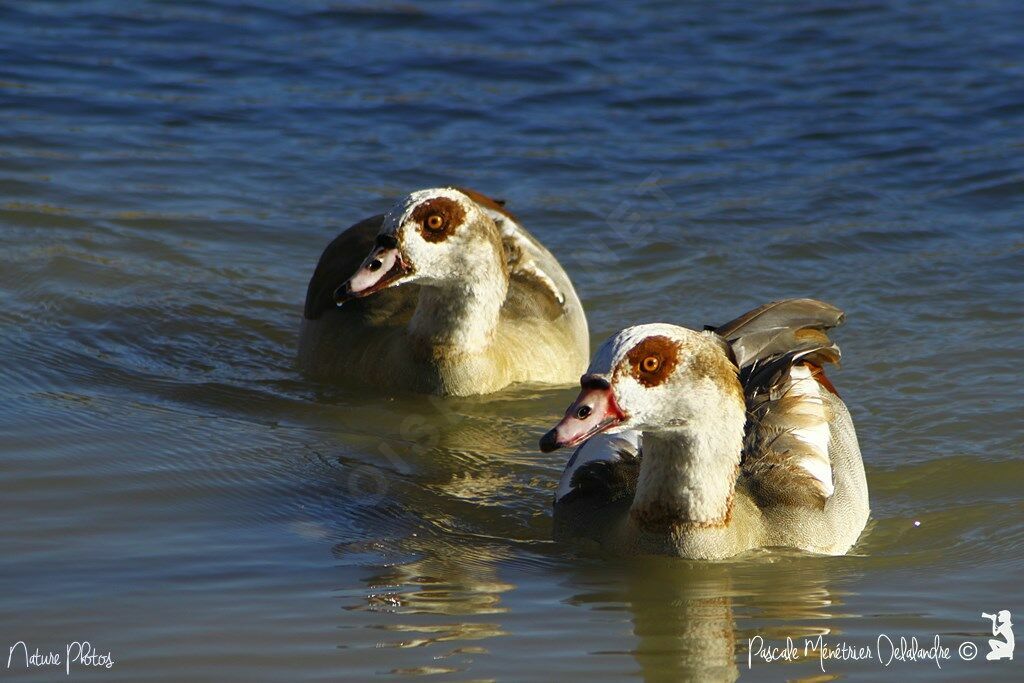 Egyptian Goose