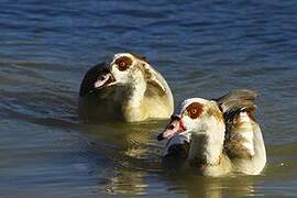 Egyptian Goose