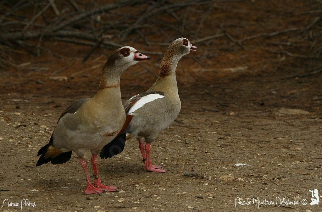 Egyptian Goose