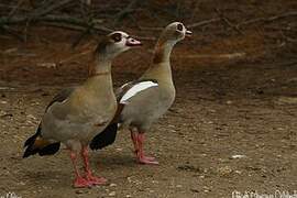 Egyptian Goose