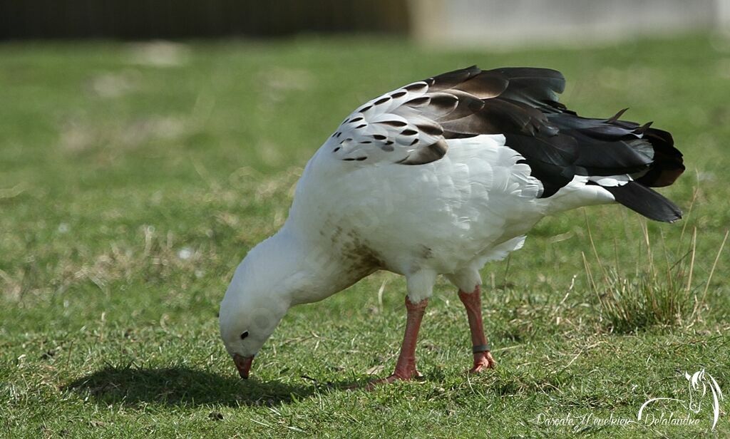 Andean Goose