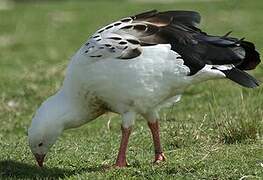 Andean Goose