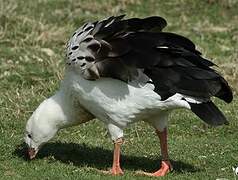 Andean Goose