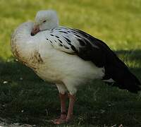 Andean Goose