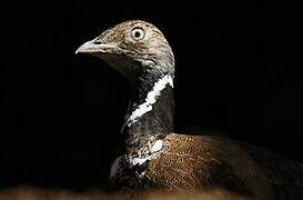 Little Bustard