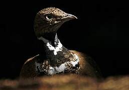 Little Bustard