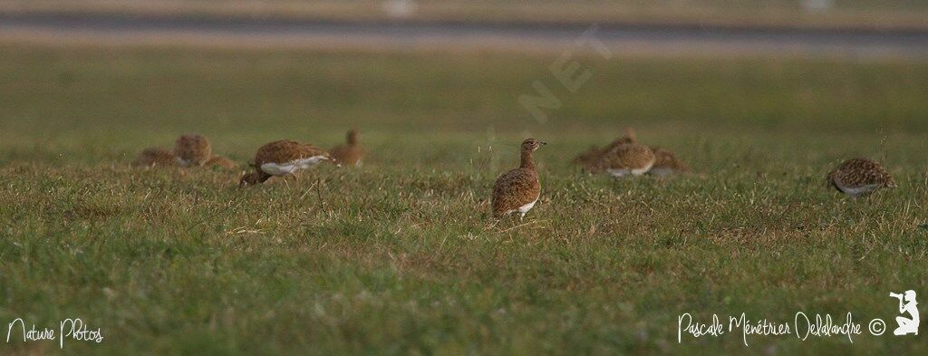 Little Bustard