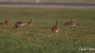 Little Bustard