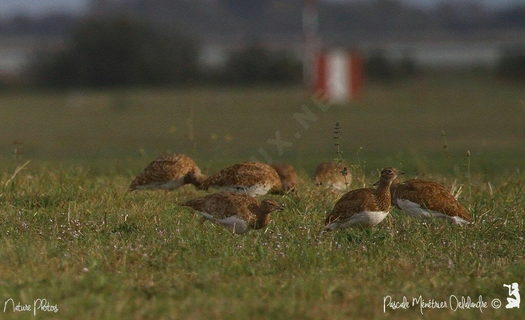 Little Bustard