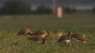 Little Bustard